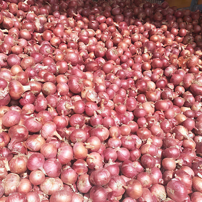 Onion